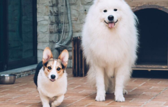 服务犬是什么犬 服务犬是什么意思