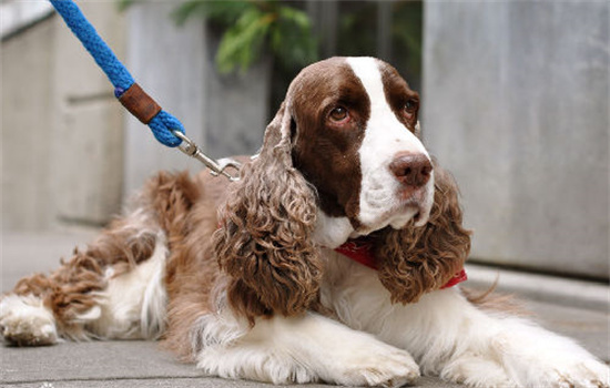 ​史宾格犬智商相当于人的几岁