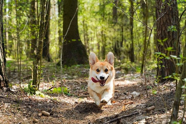 狗狗发烧有哪些症状