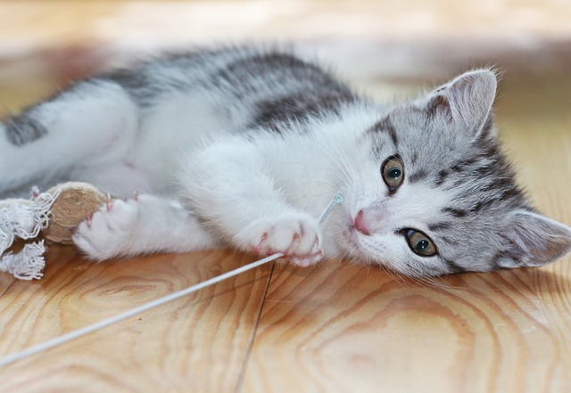 猫咪观水症是什么症状