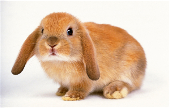 侏儒海棠兔可以长到多大
