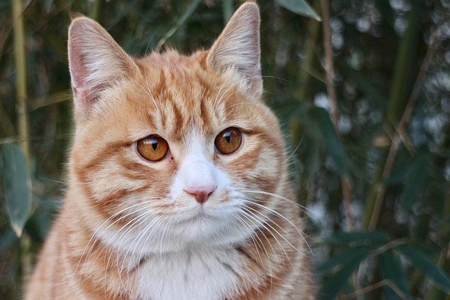加菲猫的寿命有多长