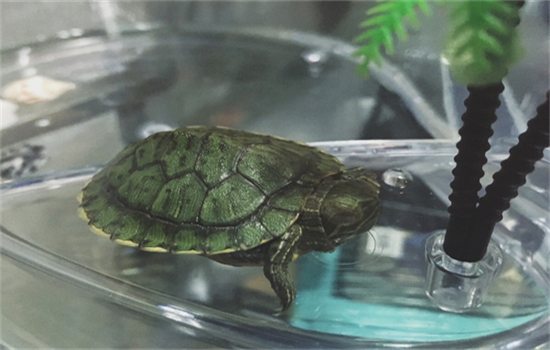 小鳄龟一年能长多大