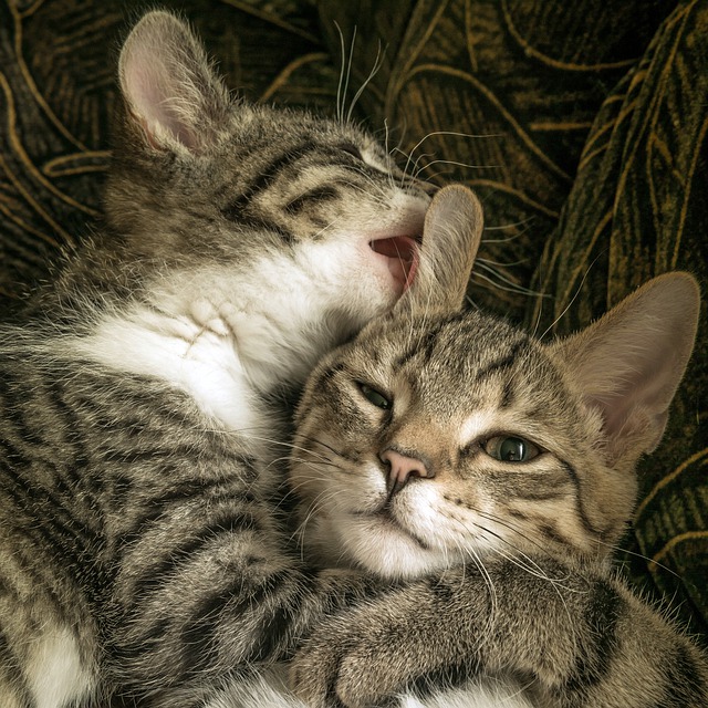 猫关笼子里一直叫怎么解决