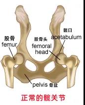 一种病不致命，却折磨82种以上的狗…