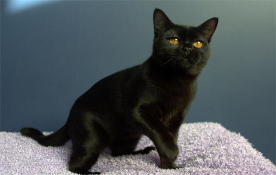 ​黑色玄猫是什么品种