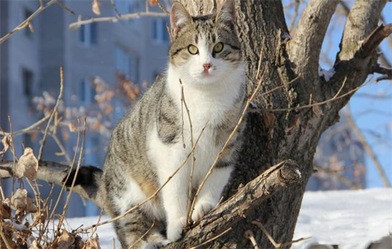 ​猫咪眼睛不圆是怎么回事