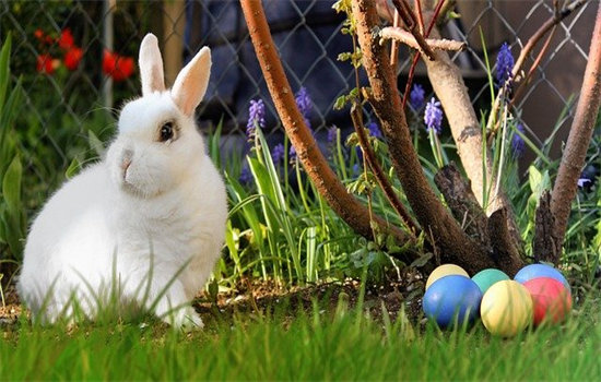 兔子的寿命一般是几年