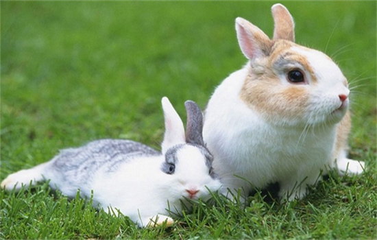 兔子瘦的摸到骨头是什么原因能活多久