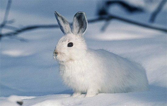 兔子在温度多少会冻死