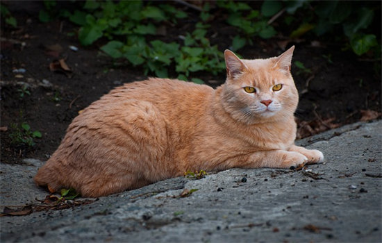 猫什么病导致不饮水