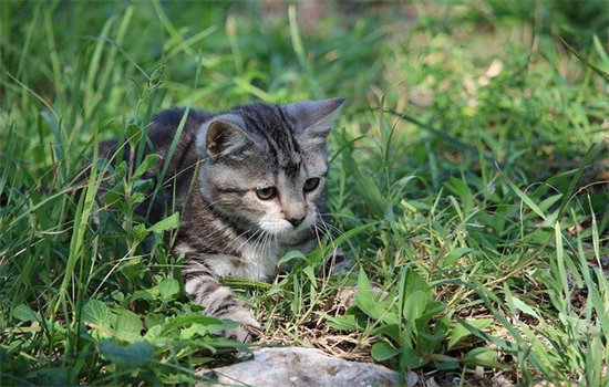 龟背竹对猫有毒吗