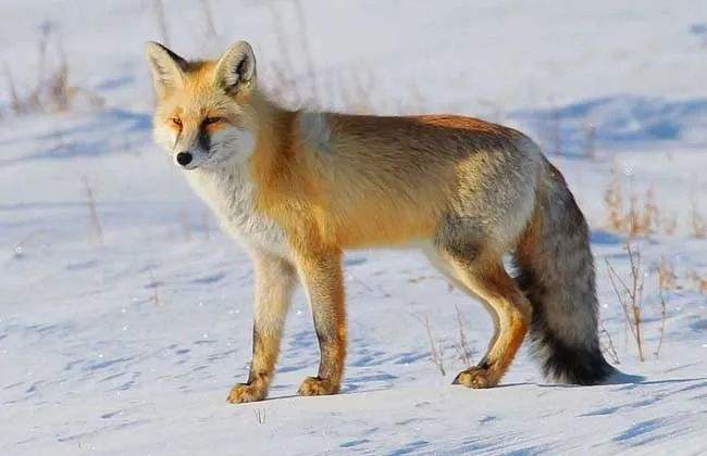 狐狸寿命一般多少年