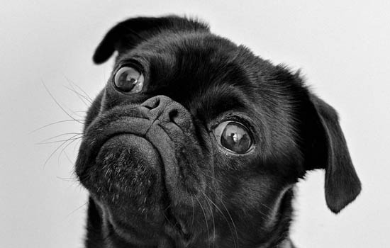 纯黑的狗狗是什么品种