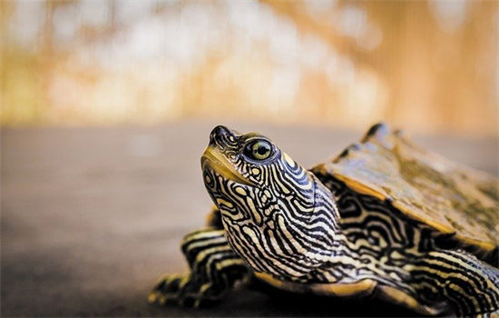 乌龟一般冬眠到几月份