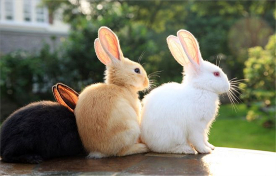兔子会携带狂犬病毒吗?