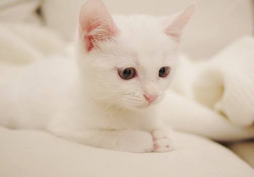 纯白的猫咪叫什么品种