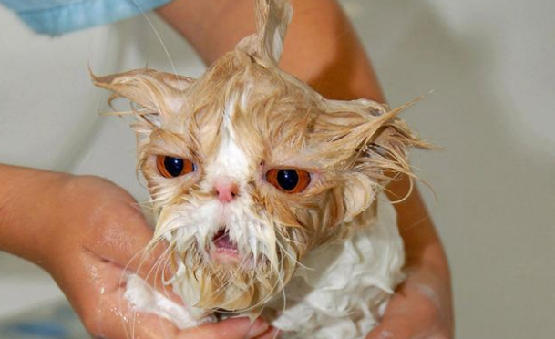 猫怕水如何洗澡