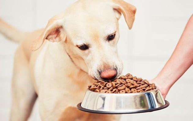 狗狗能吃阿莫西林吗