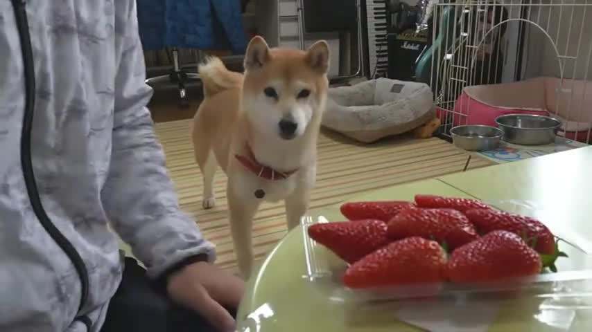 柴犬可以吃草莓吗