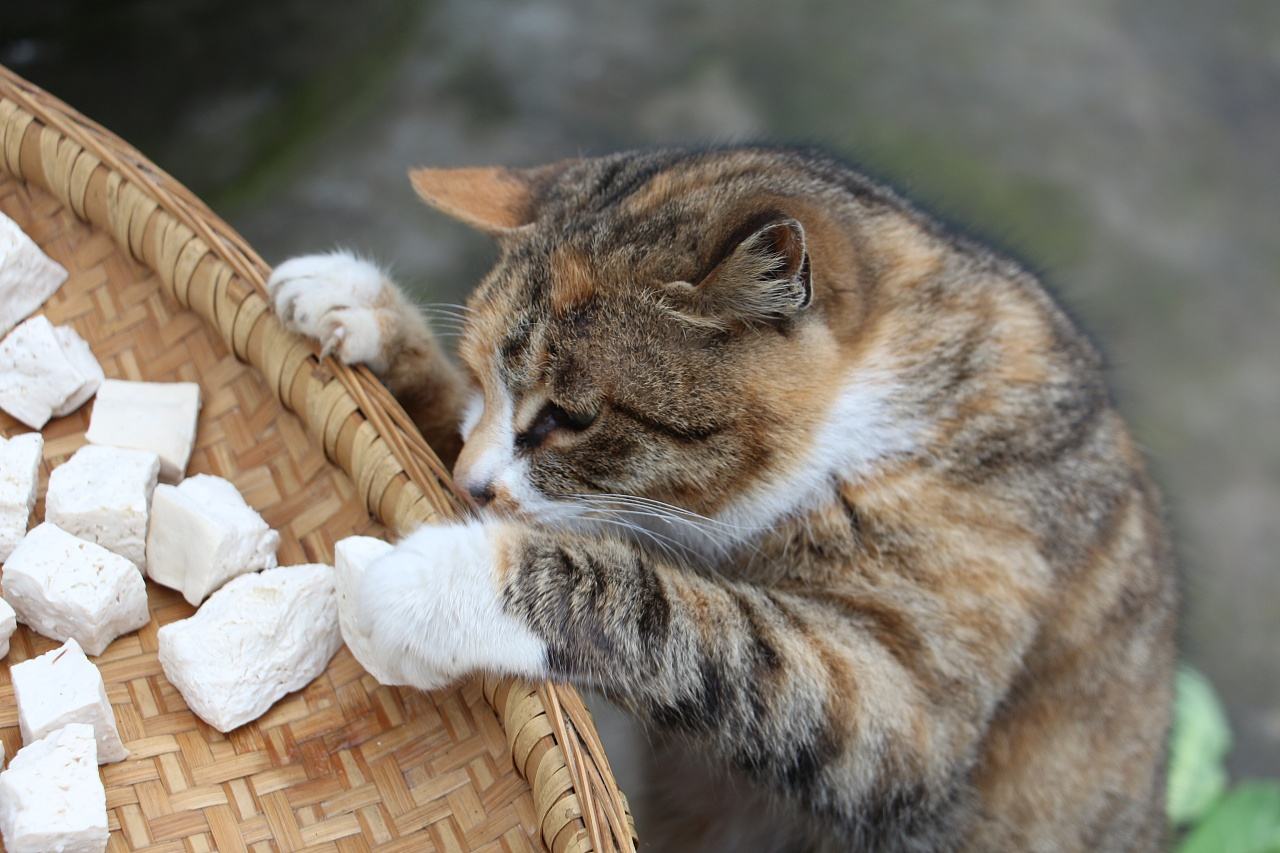 猫可以吃豆腐吗