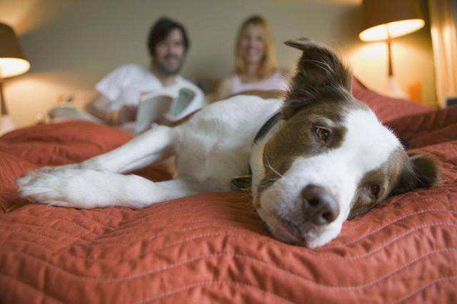 狗狗爬到床上睡觉预示什么