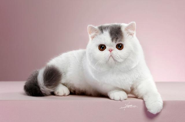淡灰白相间的猫叫什么