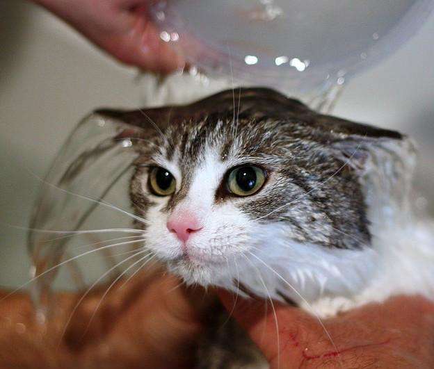 猫咪生产后多久可以洗澡