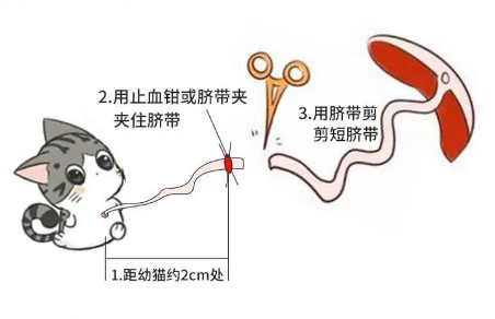 母猫多久没咬脐带就要剪