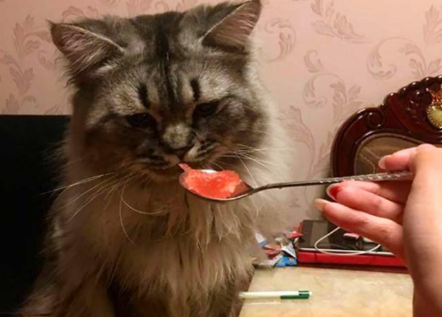 猫可以吃西瓜吗?为什么