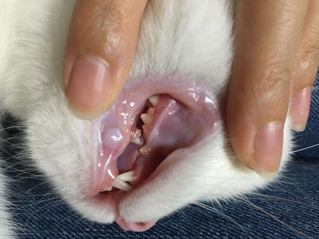 小猫几个月换牙