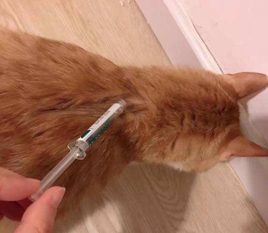 猫咪多大能驱虫