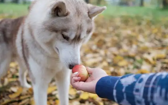 狗狗能吃桃吗