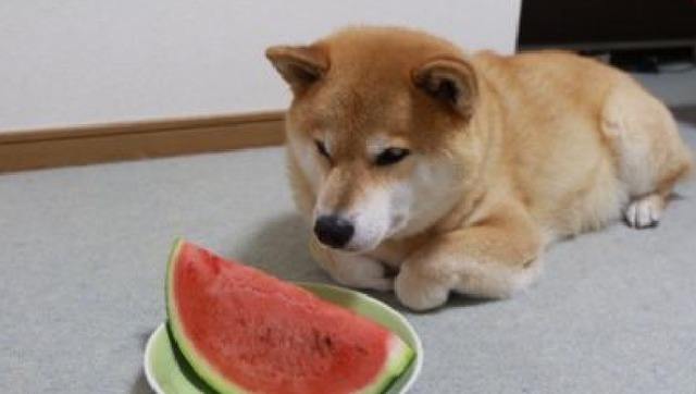 狗狗可以吃西瓜皮吗