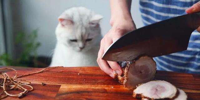 40多天小奶猫能吃煮鸡胸肉吗