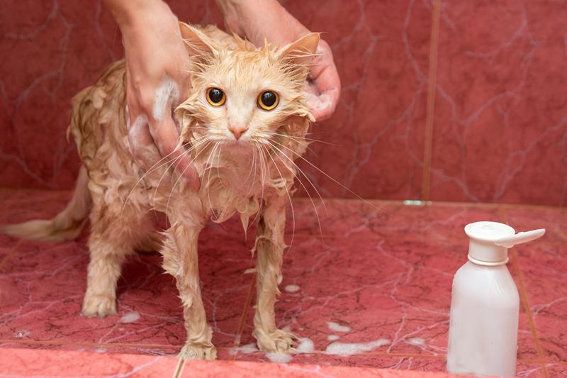 刚出生的小猫可以洗澡吗