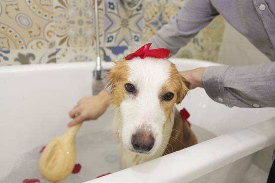 小狗洗澡能用人的沐浴露吗