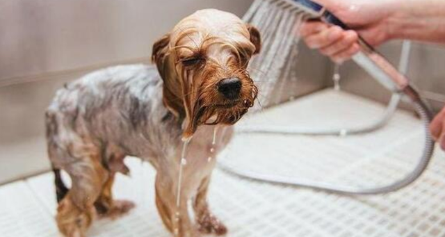 小型犬多久洗一次澡合适