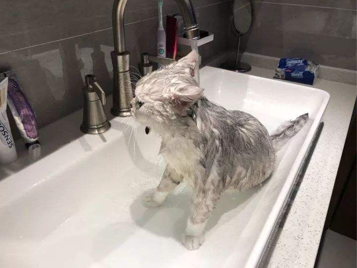 猫多大可以洗*次澡