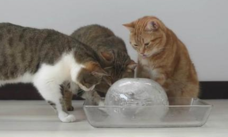 猫能喝冰水吗夏天