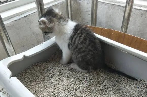 2个月小猫怎么训练大小便