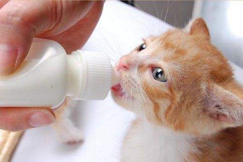一个月小猫可以喝牛奶吗