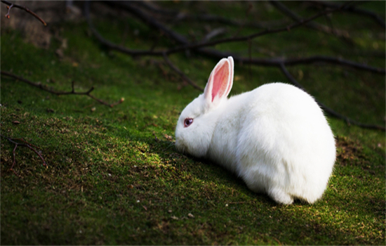 兔子不吃不喝没有精神什么原因?