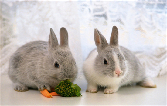 什么草可以长期喂兔子