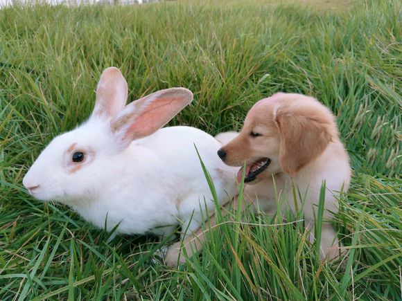 为什么狗看见兔子很激动