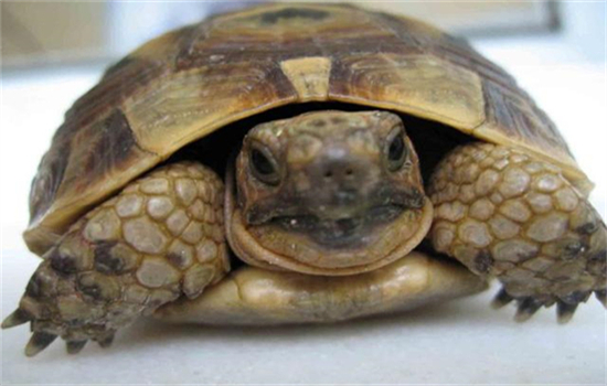 乌龟把头伸的很长是怎么回事
