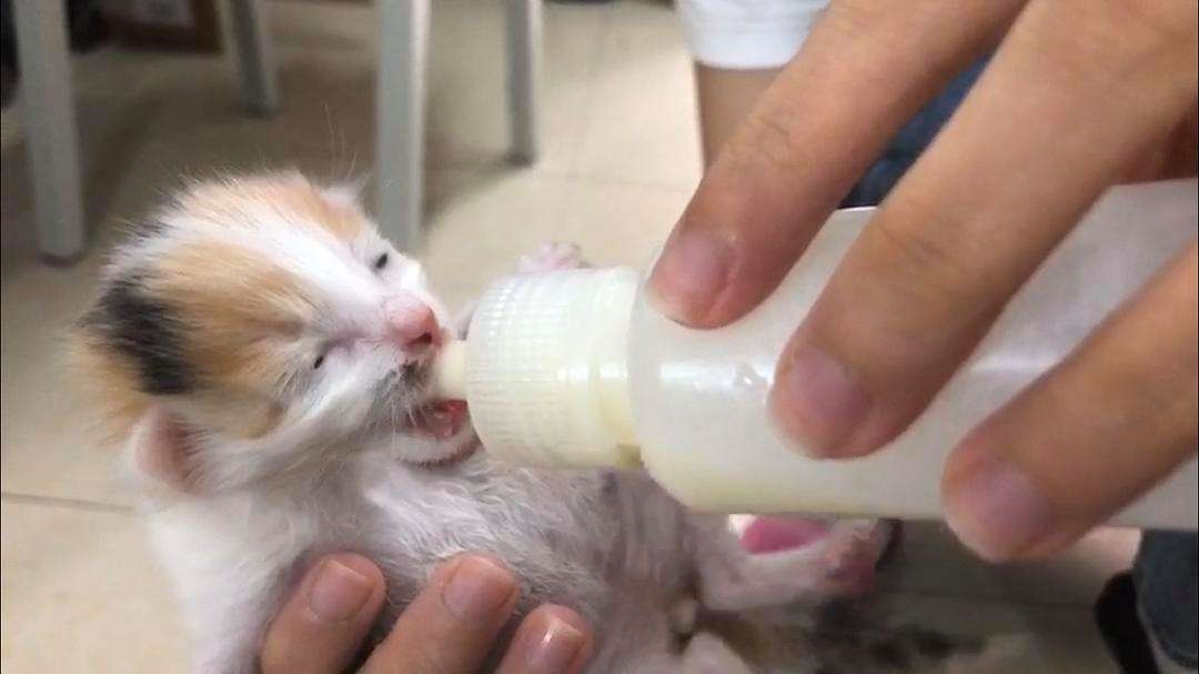 小猫出生多久开始吃奶