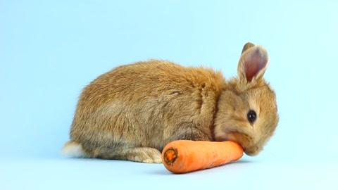 小兔子为什么爱吃胡萝卜