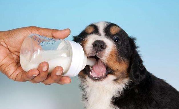 狗能喝过期的酸奶吗
