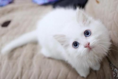 京剧猫白糖是什么猫